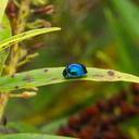 beetle-cobalt-blue-mirror-Te-Paupo-beach-Lake-Okataina-06-06-2011-IMG 8290