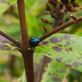 beetle-cobalt-blue-mirror-Te-Paupo-beach-Lake-Okataina-06-06-2011-IMG 8303