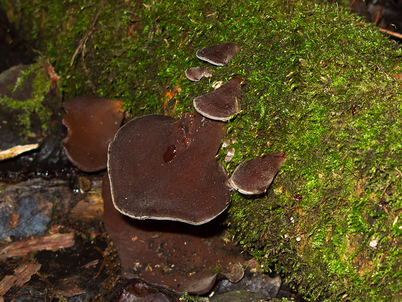 bracket-fungus-tree-ear-Lake-Okareka-campsite-01-06-2011-IMG_8142.jpg