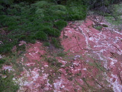 clay-red-and-white-on-summit-trail-Rotorua-Rainbow-Mt-03-06-2011-IMG 8190