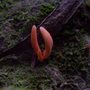 coral-fungus-salmon-color-earth-tongue-Trichoglossum-sp-summit-trail-Rotorua-Rainbow-Mt-03-06-2011-IMG 8183