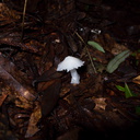 gill-fungus-pure-white-Jubilee-Track-Mt-Ngongotaha-Rotorua-27-06-2011-IMG 8958