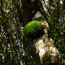 globe-moss-Jubilee-Track-Mt-Ngongotaha-Rotorua-27-06-2011-IMG 8955