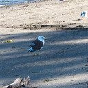 gull-black-and-white-Mt-Maunganui-bay-shore-01-06-2011-IMG 8140