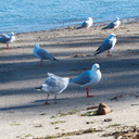 gull-small-gray-white-Mt-Maunganui-bay-shore-01-06-2011-IMG 8132