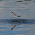 kingfisher-Halcyon-sancta-Tanners-Pt-boat-launch-off-SH2-28-06-2011-IMG_2579.jpg
