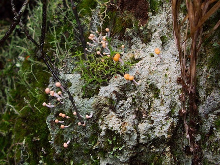 lichen-and-stalked-coral-fungus-ascomycete-Okere-Falls-05-06-2011-IMG 8221