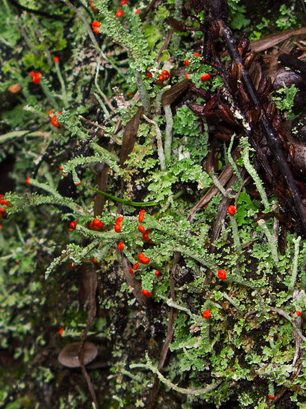 lichen-foliose-red-fruiting-bodies-Okere-Falls-05-06-2011-IMG_8220.jpg