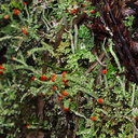 lichen-foliose-red-fruiting-bodies-Okere-Falls-05-06-2011-IMG 8220