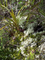 lichen-fruticose-clouds-in-moss-Rotorua-Rainbow-Mt-03-06-2011-IMG 8154
