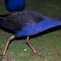 pukeko-blue-swamp-hen-Motutara-Pt-Rotorua-2013-06-26-IMG_8575.jpg