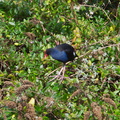 pukeko-blue-swamp-hen-lower-Utuhina-Stream-26-06-2011-IMG_8847.jpg