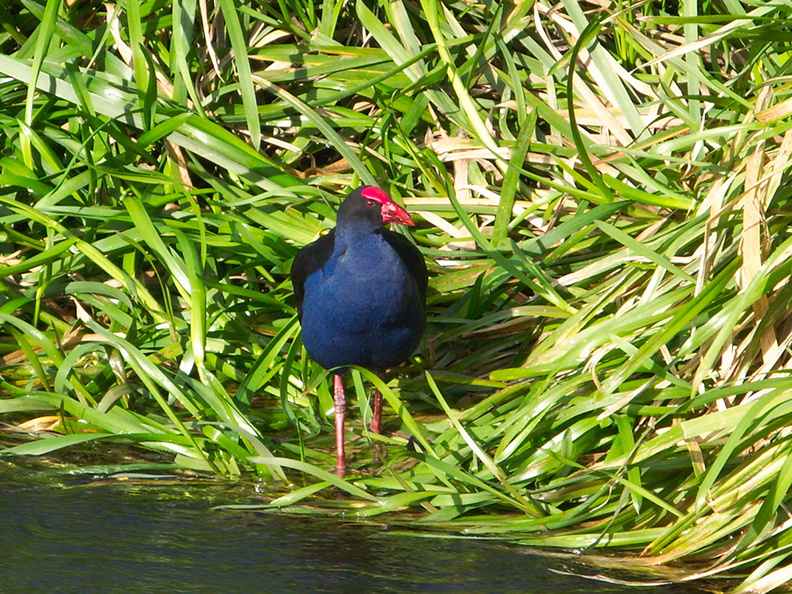 pukeko-blue-swamp-hen-lower-Utuhina-Stream-26-06-2011-IMG_8850.jpg