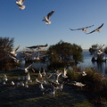 seagulls-looking-for-fish-bits-Motutara-Point-Rotorua-2013-06-24-IMG_1885.jpg