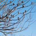 swallows-roosting-Motutara-Point-Rotorua-27-06-2011-IMG 8878