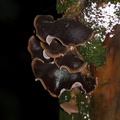 tree-ear-fungus-Auricularia-sp-Okere-Falls-05-06-2011-IMG 2285