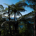 tree-ferns-Mt-Maunganui-01-06-2011-IMG_8113.jpg