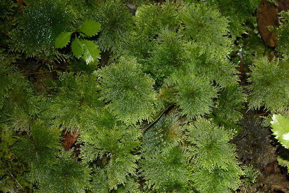 umbrella-moss-Hypopterygium-Jubilee-Track-Mt-Ngongotaha-Rotorua-27-06-2011-IMG 2542