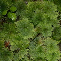umbrella-moss-Hypopterygium-Jubilee-Track-Mt-Ngongotaha-Rotorua-27-06-2011-IMG_2542.jpg