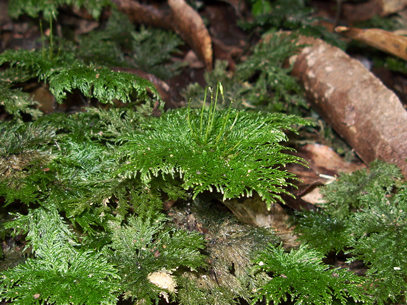 umbrella-moss-Hypopterygium-Jubilee-Track-Mt-Ngongotaha-Rotorua-27-06-2011-IMG_8942.jpg