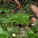 umbrella-moss-Hypopterygium-Jubilee-Track-Mt-Ngongotaha-Rotorua-27-06-2011-IMG 8942