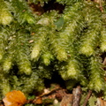Pterygophyllum-quadrifarium-moss-Aniwaniwa-to-Lake-Waikereti-2015-10-23-IMG_2308.jpg