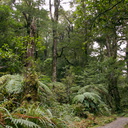 forest-near-Aniwaniwa-Visitor-Centre-Waikaremoana-2015-10-22-IMG 6013