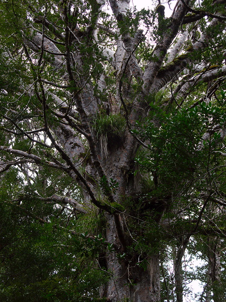 Agathis-australis-branching-Large-Kauri-Sanctuary-Waipoua-Forest-09-07-2011-IMG_9166.jpg