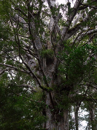 Agathis-australis-branching-Large-Kauri-Sanctuary-Waipoua-Forest-09-07-2011-IMG 9166