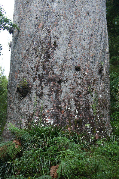 Agathis-australis-largest-giant-kauri-Tane-Mahuta-Waipoua-Forest-09-07-2011-IMG_2776.jpg