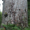Agathis-australis-largest-giant-kauri-Tane-Mahuta-Waipoua-Forest-09-07-2011-IMG 2776