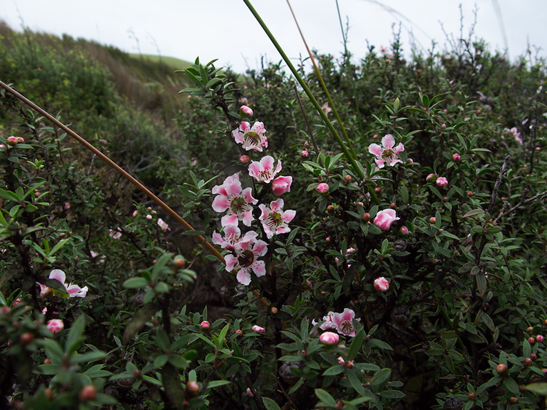 Leptospermum-scoparium-manuka-pink-form-South-Head-Hokianga-09-07-2011-IMG 9150
