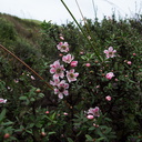 Leptospermum-scoparium-manuka-pink-form-South-Head-Hokianga-09-07-2011-IMG 9150