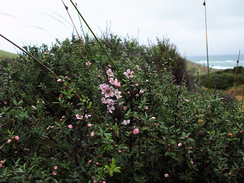 Leptospermum-scoparium-manuka-pink-form-South-Head-Hokianga-09-07-2011-IMG 9153
