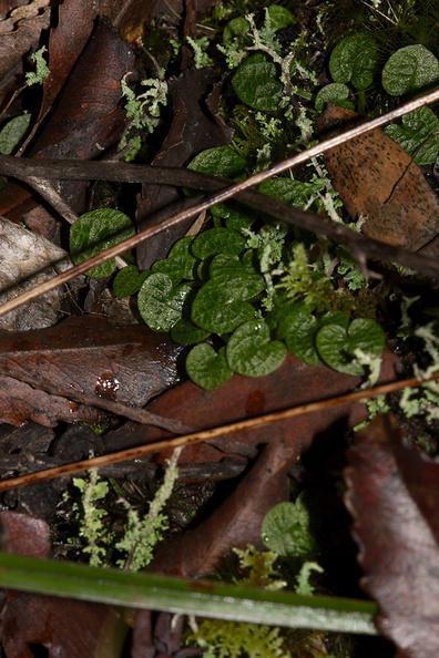 Pterostylis-sp-leaves-greenhood-orchid-Large-Kauri-Sanctuary-Waipoua-Forest-09-07-2011-IMG_2810.jpg