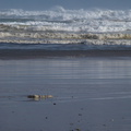 Tasman-Sea-surf-Baylys-Beach-10-07-2011-IMG_9188.jpg