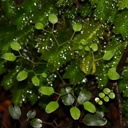 fern-divaricating-juvenile-leaves-Trounson-Kauri-Reserve-10-07-2011-IMG 2824