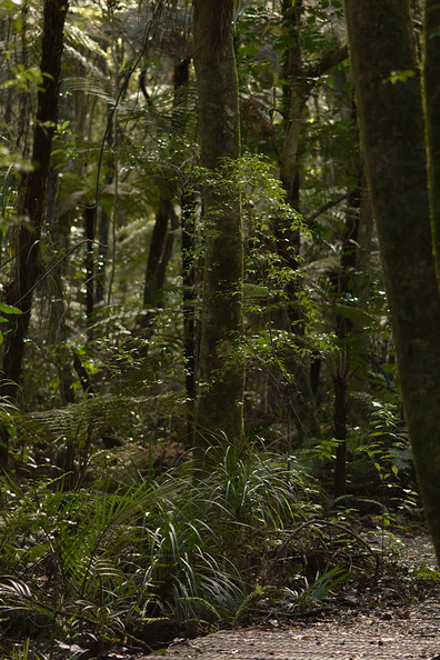 forest-tree-trunks-understory-Trounson-Kauri-Reserve-10-07-2011-IMG_2816.jpg
