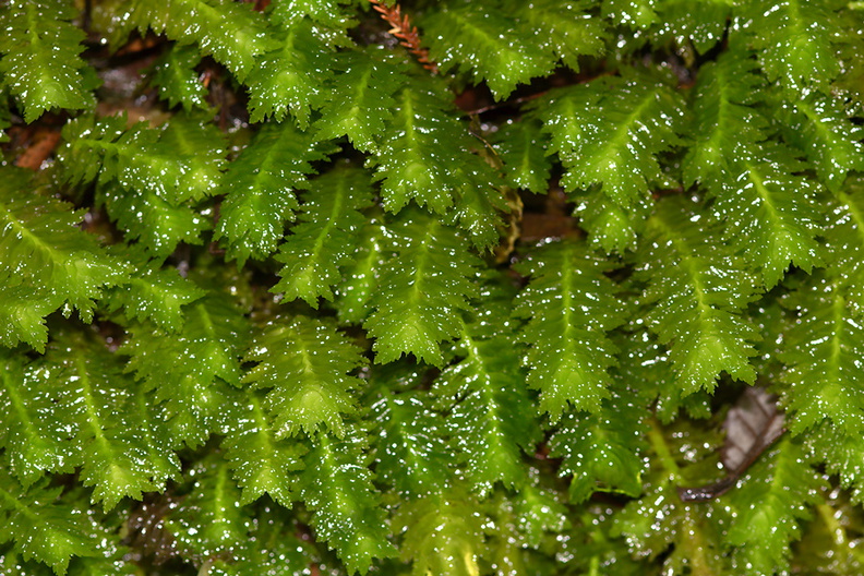 leafy-liverwort-Trounson-Kauri-Reserve-10-07-2011-IMG_2823.jpg