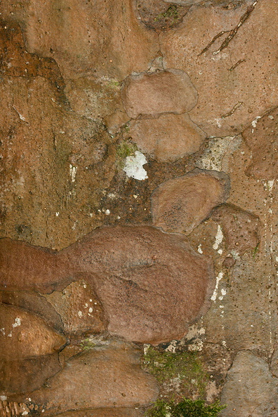 Agathis-australis-kauri-with-pinkish-bark-Short-Loop-Pukenui-Whangarei-2013-07-11-IMG_9259.jpg