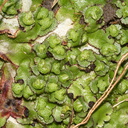 Asterella-foliose-liverwort-Bream-Head-track-Whangarei-11-07-2011-IMG 2869