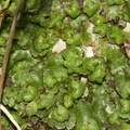 Asterella-foliose-liverwort-Bream-Head-track-Whangarei-11-07-2011-IMG_2872.jpg