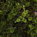 Hypopterygium-and-Mniodendron-true-and-pseudo-umbrella-moss-AHReed-Kauri-Park-2013-07-16-IMG 2655