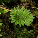 Hypopterygium-sp-umbrella-moss-Reed-Kauri-Reserve-2013-07-16-IMG 9336