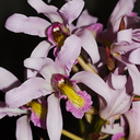 Laelia-superbiens-Whangarei-Orchid-Show-2015-09-25-IMG 1504