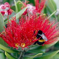 Metrosideros-excelsa-pohutukawa-red-flowers-orange-bumblebee-Smugglers-Cove-2015-11-23-IMG_2675.jpg
