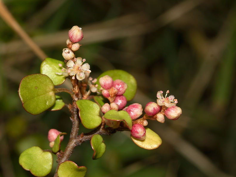 Muehlenbeckia-complexa-maidenhair-vine-divaricating-shrub-in-flower-Ocean-Beach-Bream-Head-Track-2013-07-17-IMG_9381.jpg