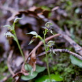 Acianthus-sinclairii-mosquito-orchid-Drummond-track-Parihaka-2016-06-21-IMG_7045.jpg