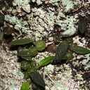 Bulbophyllum-pygmaeum-Dobbins-trail-Mt-Parikaha-Whangarei-13-07-2011-IMG 2947