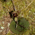 Corybas-oblongus-spider-orchid-Parihaka-Reserve-2015-10-04-IMG_1737.jpg